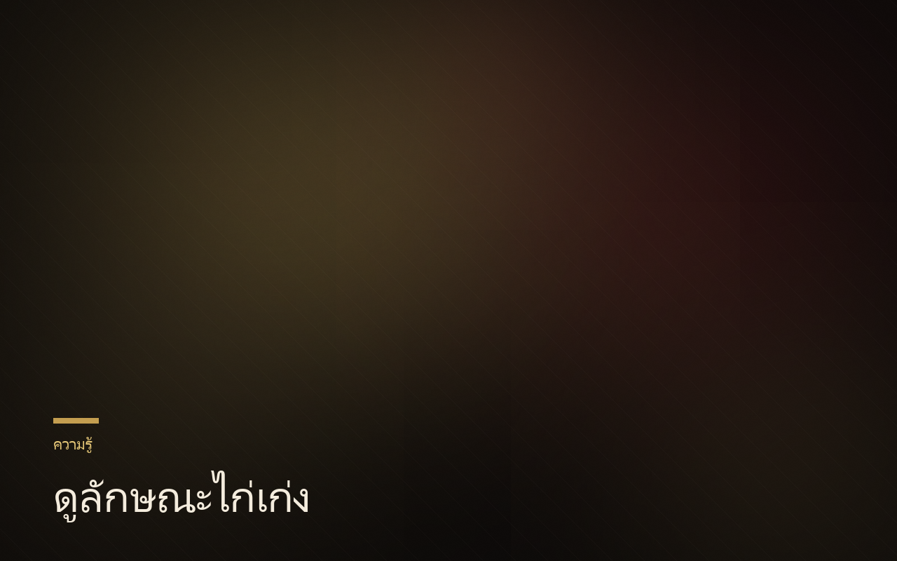 วิธีอ่านโปรแกรมวัวชน: คู่เอก รองคู่เอก คืออะไร