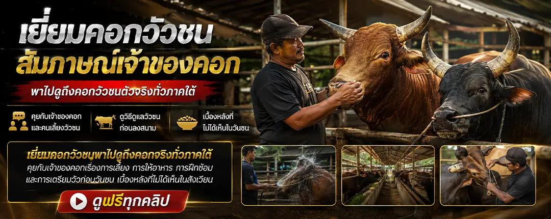 เยี่ยมคอกวัวชน คุยกับเจ้าของคอกและการเลี้ยงวัวชนภาคใต้