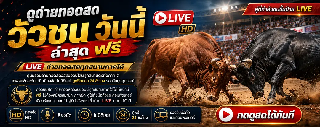 ถ่ายทอดสดวัวชนวันนี้ ดูวัวชนสดทุกสนามภาคใต้ ภาพชัดดูฟรี