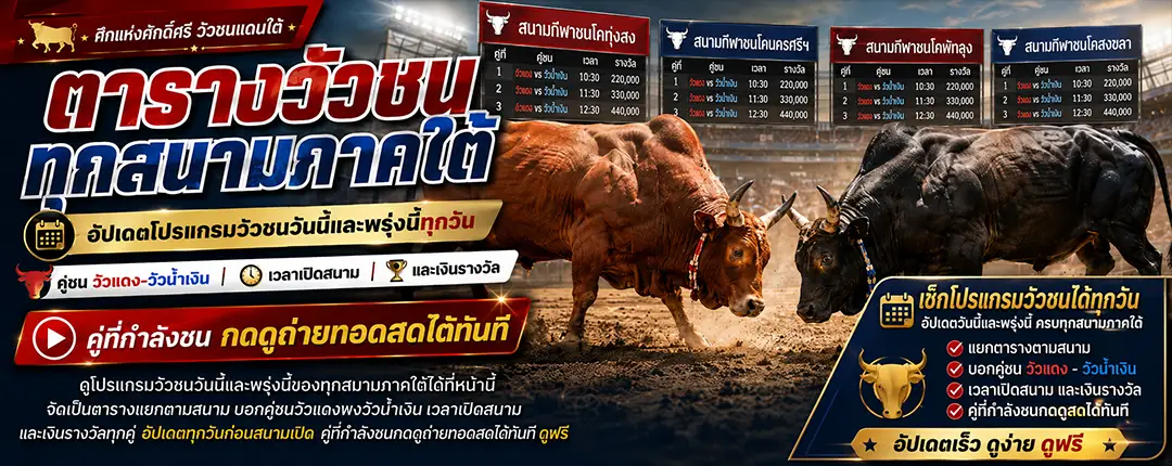 โปรแกรมวัวชนวันนี้ ตารางคู่ชนทุกสนามภาคใต้ที่คลับวัวชน
